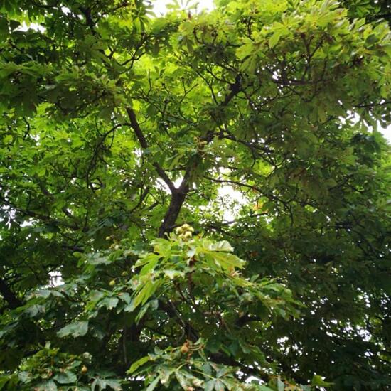 Aesculus hippocastanum: Plant in habitat Park in the NatureSpots App