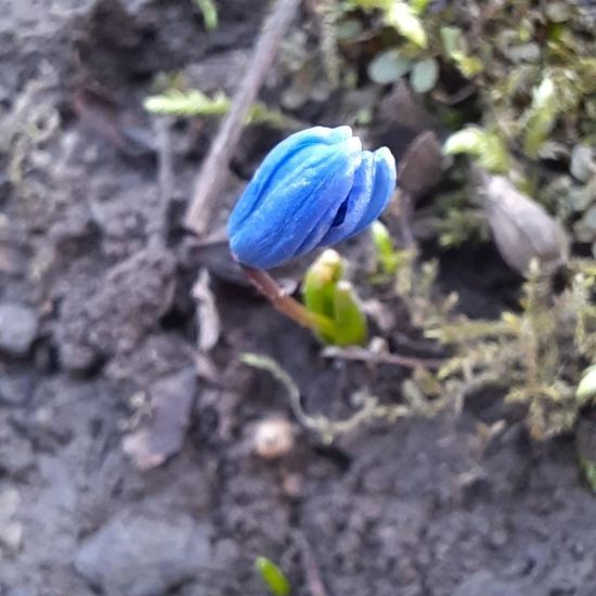 Scilla drunensis: Plant in habitat Park in the NatureSpots App