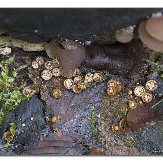 Crucibulum crucibuliforme: Pilz im Habitat Wald in der NatureSpots App