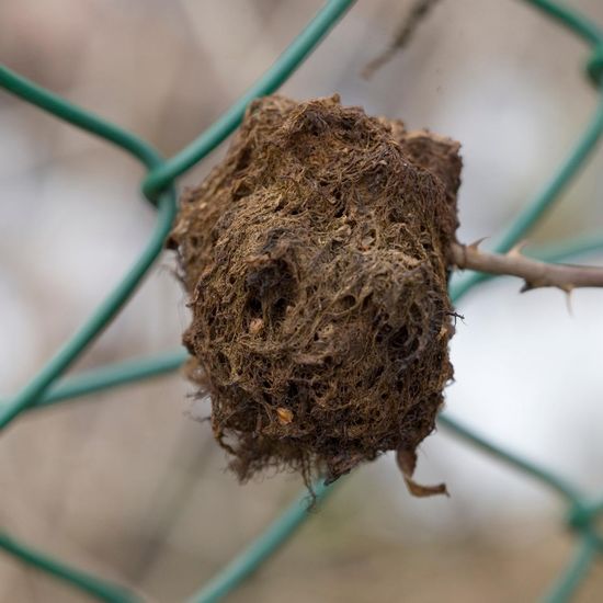 Gemeine Rosengallwespe: Tier in der Natur in der NatureSpots App