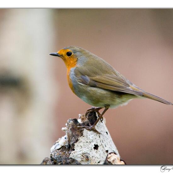 European Robin: Animal in habitat Boreal forest in the NatureSpots App