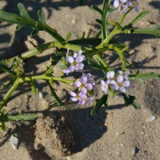 Cakile maritima: Plant in habitat Sandy coast in the NatureSpots App