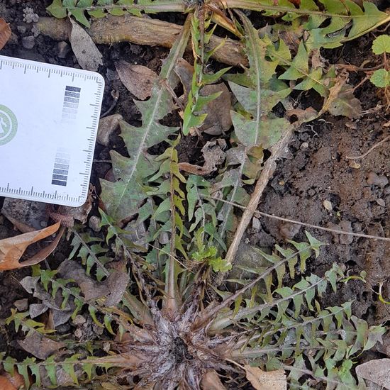 Taraxacum tortilobum: Pflanze in der Natur in der NatureSpots App