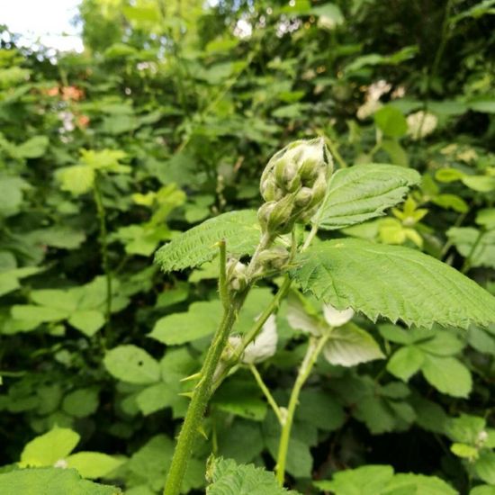 Brombeeren: Pflanze im Habitat Park in der NatureSpots App