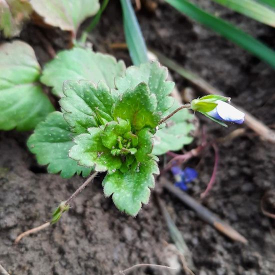 Veronica persica: Plant in habitat Crop cultivation in the NatureSpots App