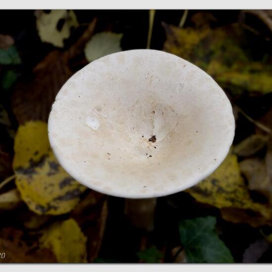 Clitocybe geotropa: Pilz im Habitat Park in der NatureSpots App