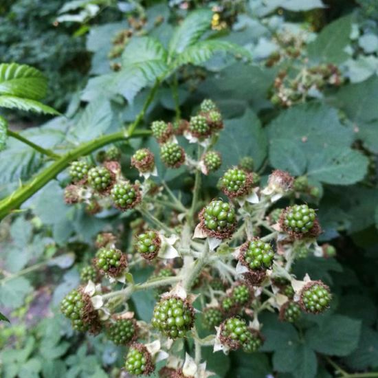 Brombeeren: Pflanze im Habitat Park in der NatureSpots App