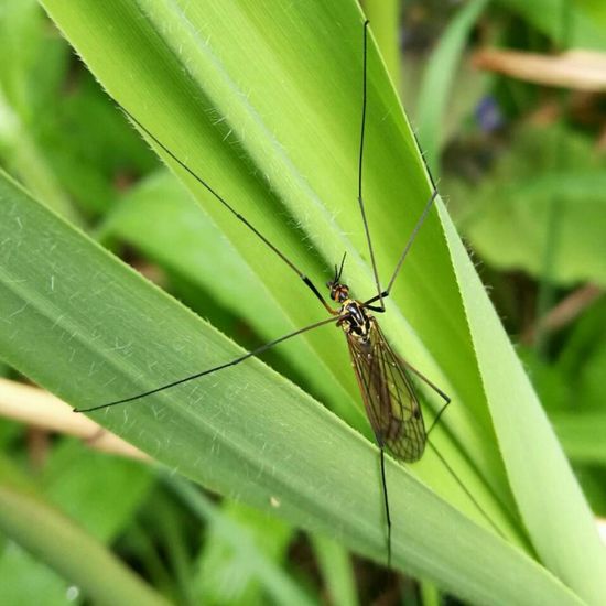 Nephrotoma appendiculata: Tier in der Natur in der NatureSpots App