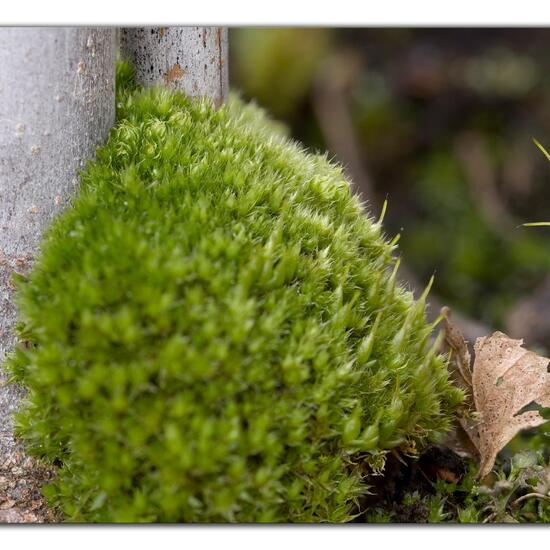 Leucobryum glaucum: Plant in habitat Garden in the NatureSpots App