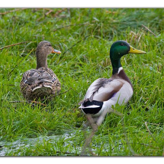 Stockente: Tier im Habitat Landwirtschaftliche Wiese in der NatureSpots App