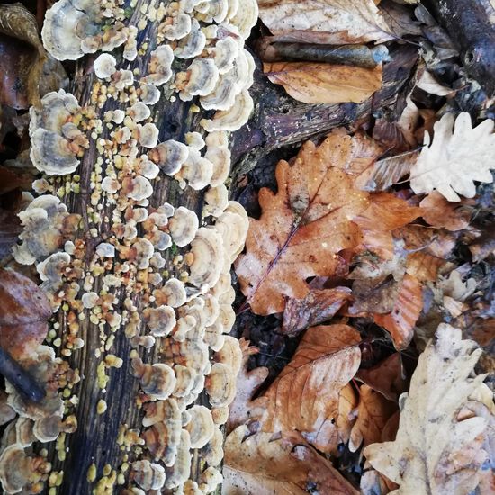 Trametes versicolor: Mushroom in habitat Temperate forest in the NatureSpots App