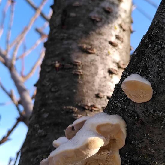 Trametes hirsuta: Mushroom in habitat Flowerbed in the NatureSpots App