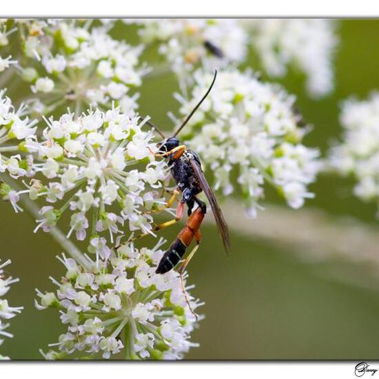 Ctenichneumon panzeri: Animal in habitat Natural Meadow in the NatureSpots App