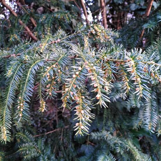 Europäische Eibe: Pflanze im Habitat Wald der gemäßigten Breiten in der NatureSpots App