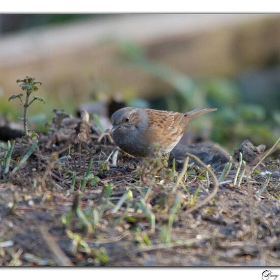 Dunnock: Animal in habitat Boreal forest in the NatureSpots App