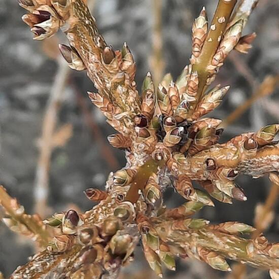 Forsythien: Pflanze im Habitat Garten in der NatureSpots App