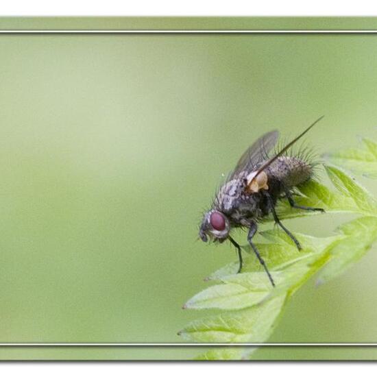 Raupenfliegen: Tier im Habitat Strasse/Verkehr in der NatureSpots App