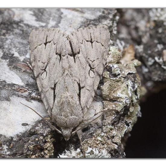 Macaria alternata: Tier im Habitat Garten in der NatureSpots App