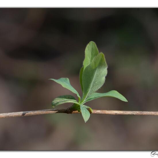 Lonicera periclymenum: Plant in habitat Grassland in the NatureSpots App