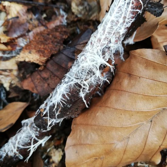 Eine unbekannte Art: Pilz im Habitat Wald der gemäßigten Breiten in der NatureSpots App