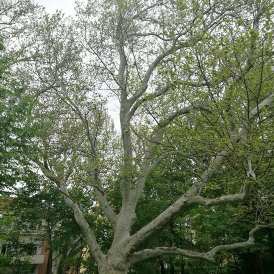 Platanus: Plant in habitat Park in the NatureSpots App