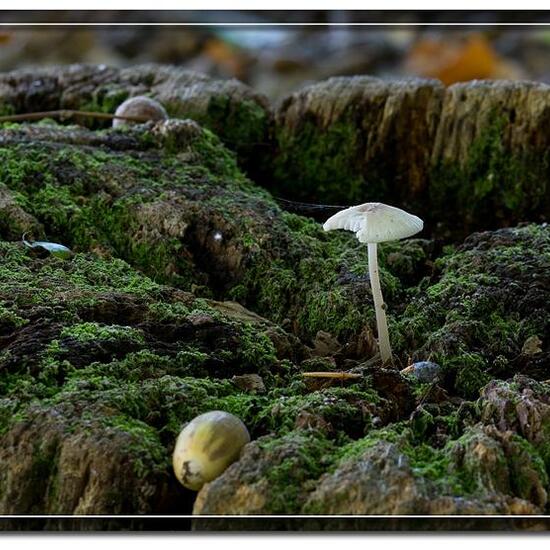 Eine unbekannte Art: Pilz im Habitat Borealer Nadelwald in der NatureSpots App