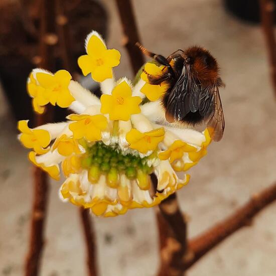 Baumhummel: Tier in der Natur in der NatureSpots App