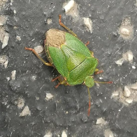 Green shield bug: Animal in habitat Road or Transportation in the NatureSpots App