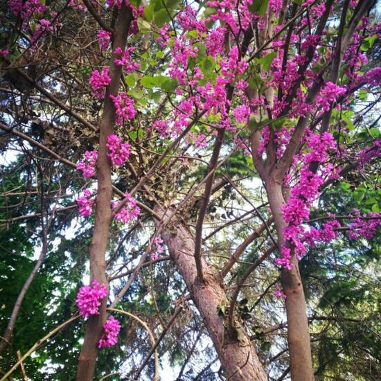 Gewöhnlicher Judasbaum: Pflanze im Habitat Stadt und Garten in der NatureSpots App
