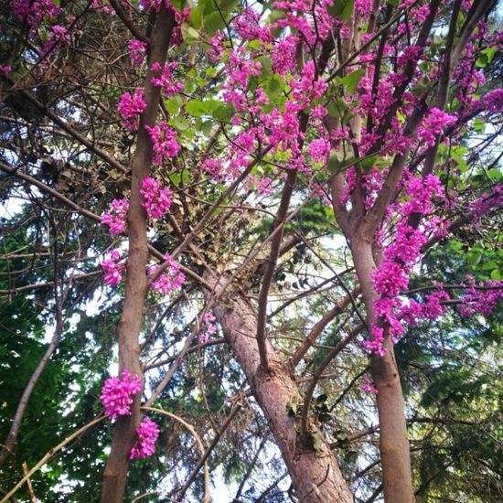 Judas tree: Plant in habitat City and Urban in the NatureSpots App