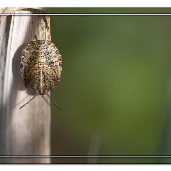 Streifenwanze: Tier im Habitat Garten in der NatureSpots App