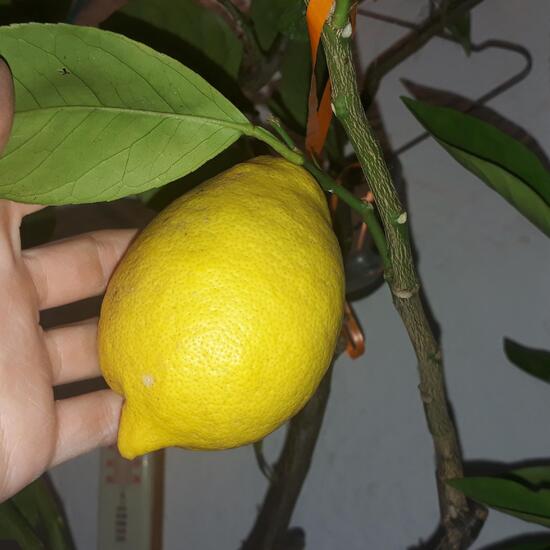 Zitrone: Pflanze im Habitat Innenraum in der NatureSpots App