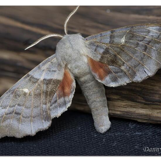 Smerinthus ocellatus: Tier im Habitat Garten in der NatureSpots App