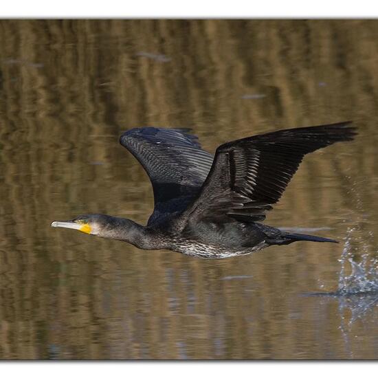 Great Cormorant: Animal in habitat Pond in the NatureSpots App