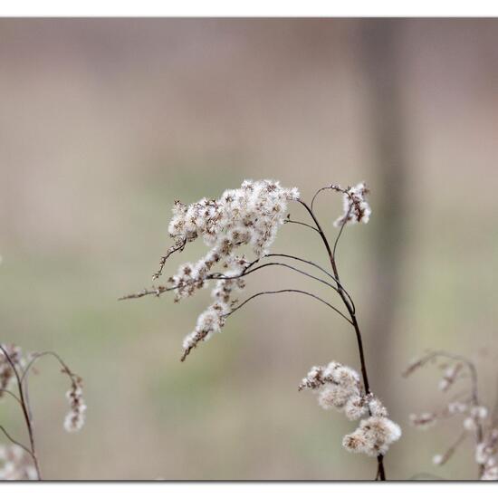 Solidago gigantea: Plant in habitat Grassland in the NatureSpots App