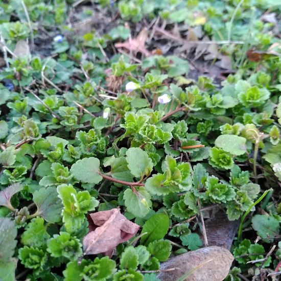 Persischer Ehrenpreis: Pflanze im Habitat Anderes Stadthabitat in der NatureSpots App