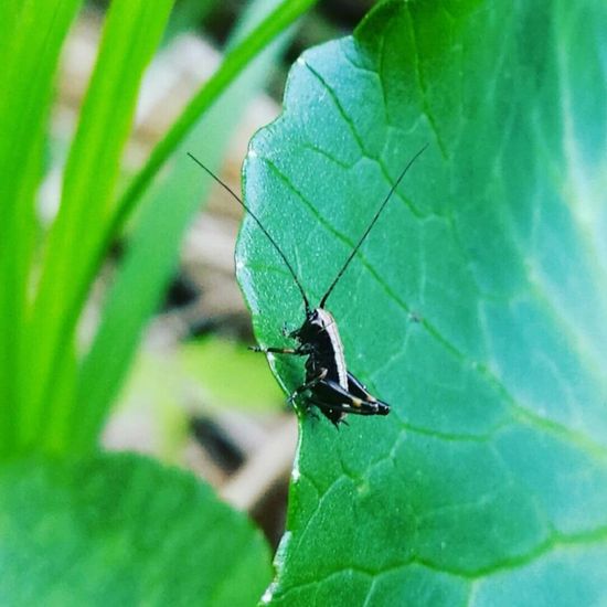 Heuschrecken: Tier im Habitat Park in der NatureSpots App