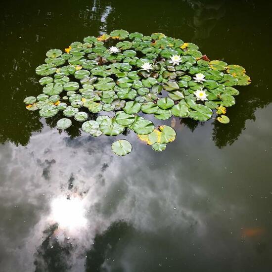 Nymphaea candida: Plant in nature in the NatureSpots App