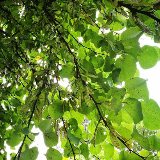 Gewöhnlicher Judasbaum: Pflanze im Habitat Garten in der NatureSpots App