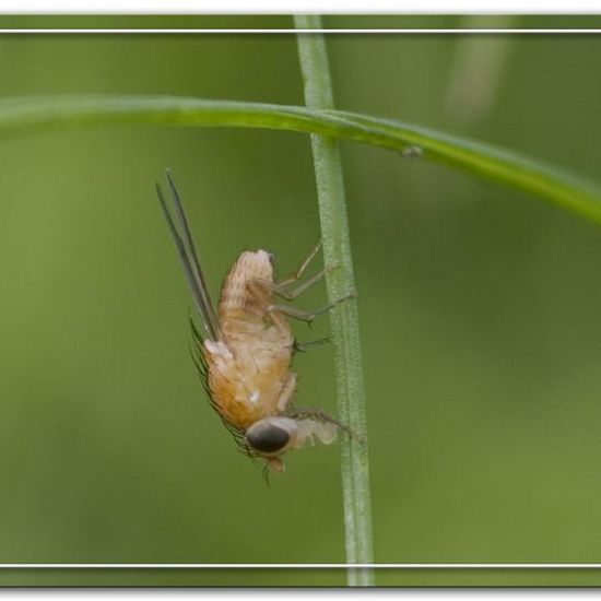 Tricholauxania praeusta: Tier im Habitat Garten in der NatureSpots App