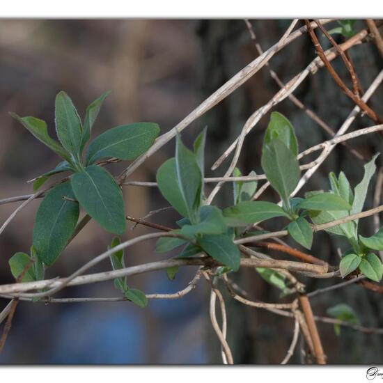 Lonicera periclymenum: Plant in habitat Grassland in the NatureSpots App