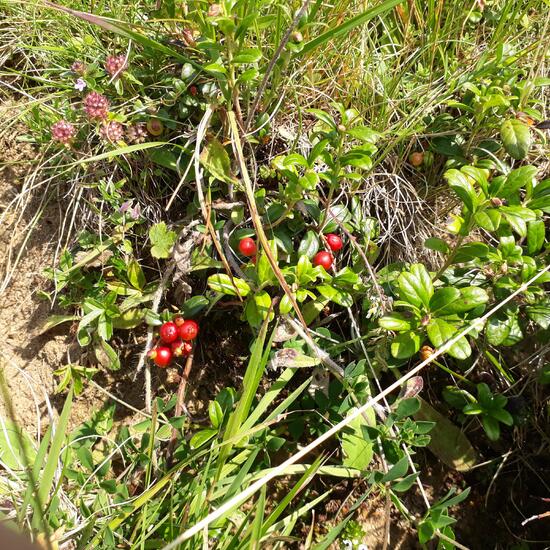 Vaccinium vitis-idaea: Plant in habitat Mountain meadows in the NatureSpots App