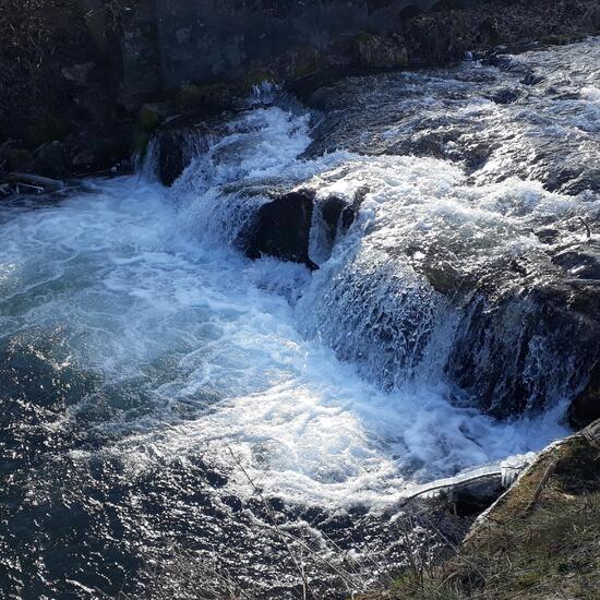 Landschaft: Süßwasser im Habitat Bach in der NatureSpots App