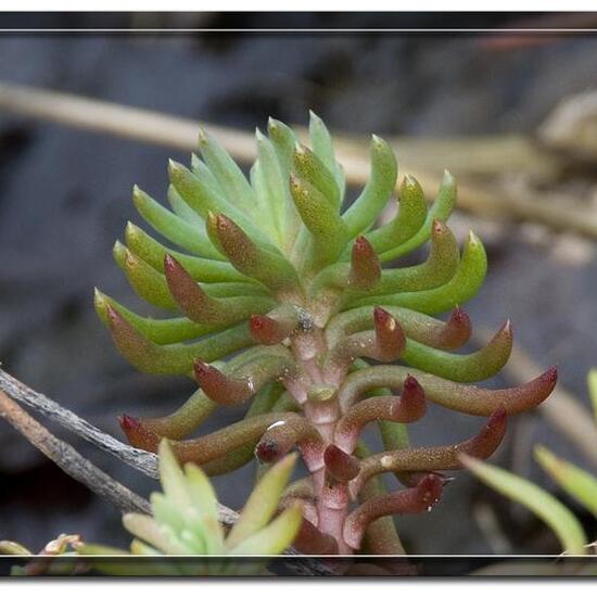 Sedum reflexum: Plant in nature in the NatureSpots App