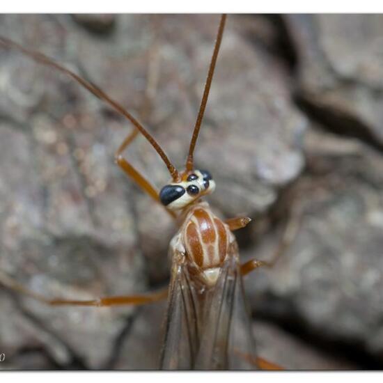 Ophion obscuratus: Tier im Habitat Garten in der NatureSpots App