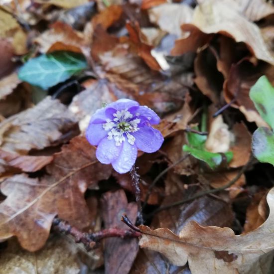 Leberblümchen: Pflanze im Habitat Wald der gemäßigten Breiten in der NatureSpots App