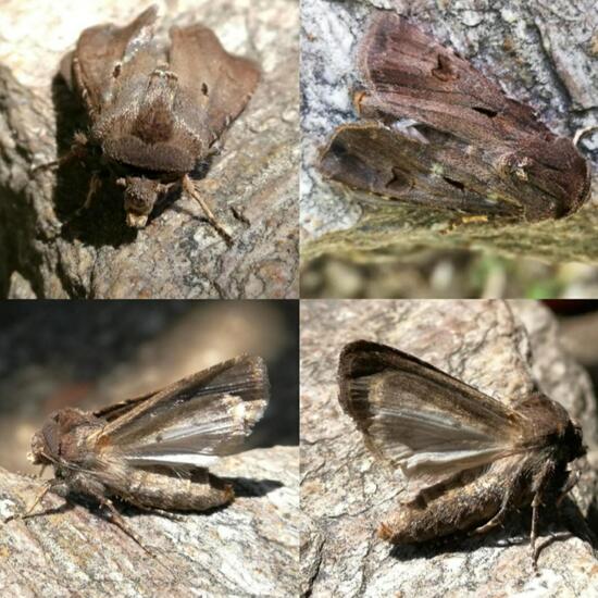 Agrotis exclamationis exclamationis: Animal in habitat Park in the NatureSpots App