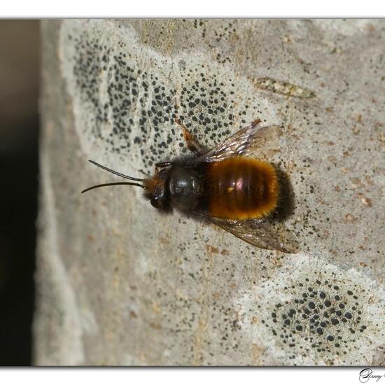 Gehörnte Mauerbiene: Tier in der Natur in der NatureSpots App