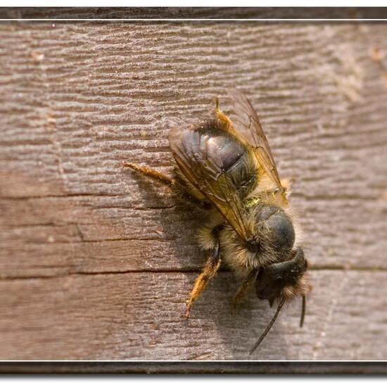 Rote Mauerbiene: Tier im Habitat Garten in der NatureSpots App