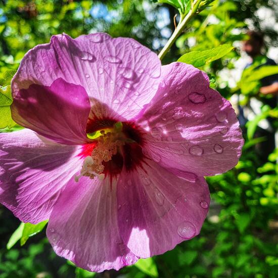 Hibiscus: Plant in nature in the NatureSpots App